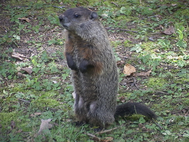 Groundhog Day is celebrated every year on February 2nd. The ...
